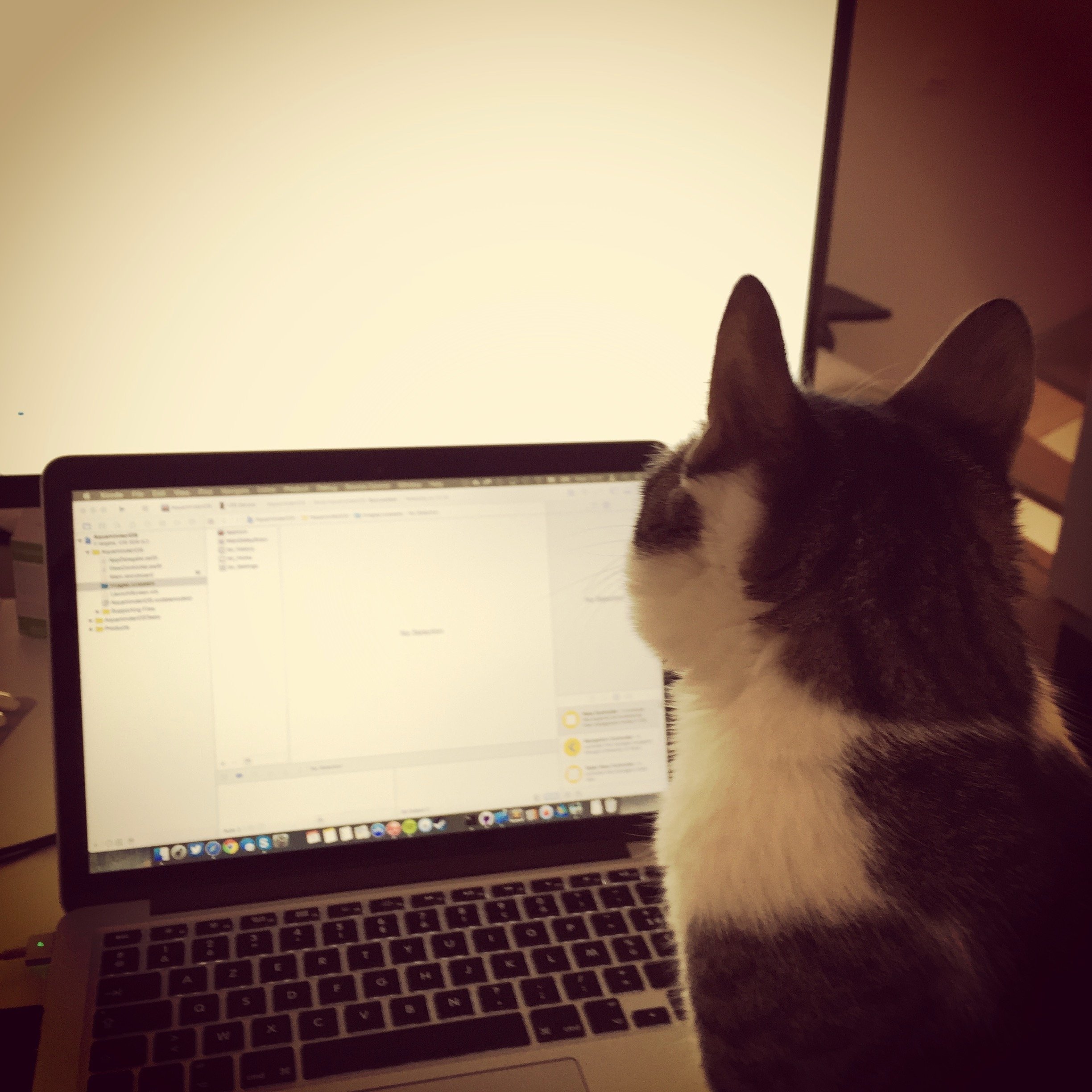 Dexter looking at Xcode