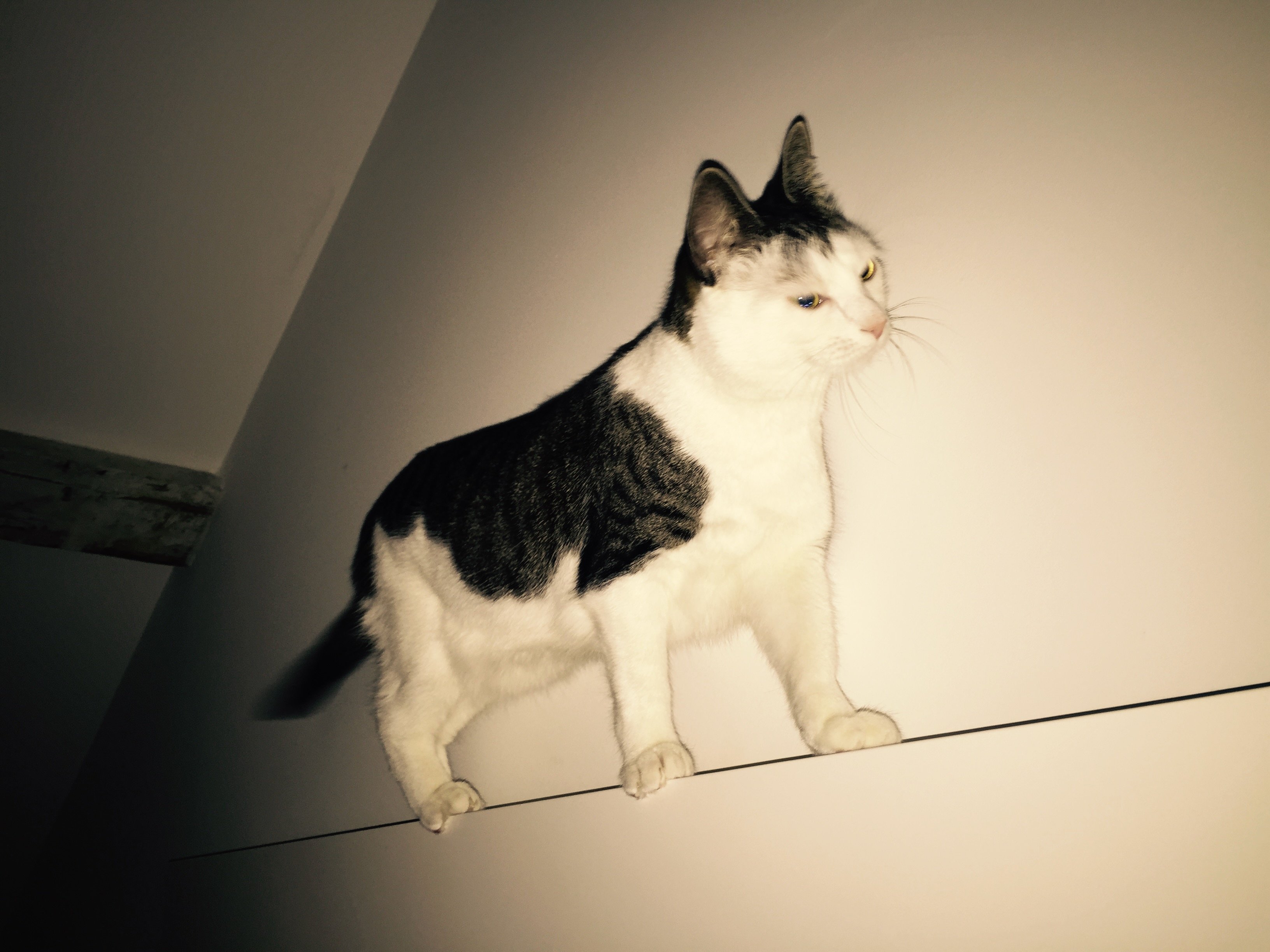 Dexter walking on the bedframe