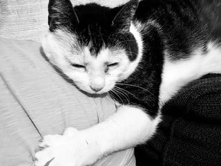 Dexter sleeping on my shoulder