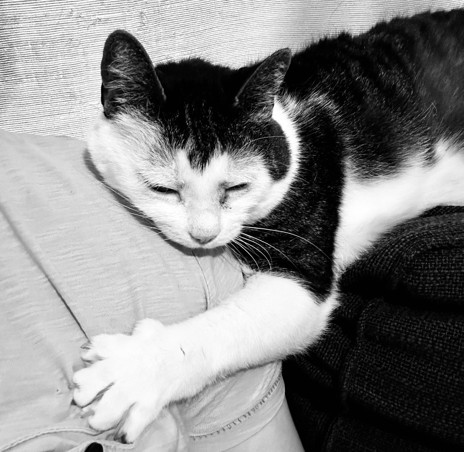Dexter sleeping on my shoulder