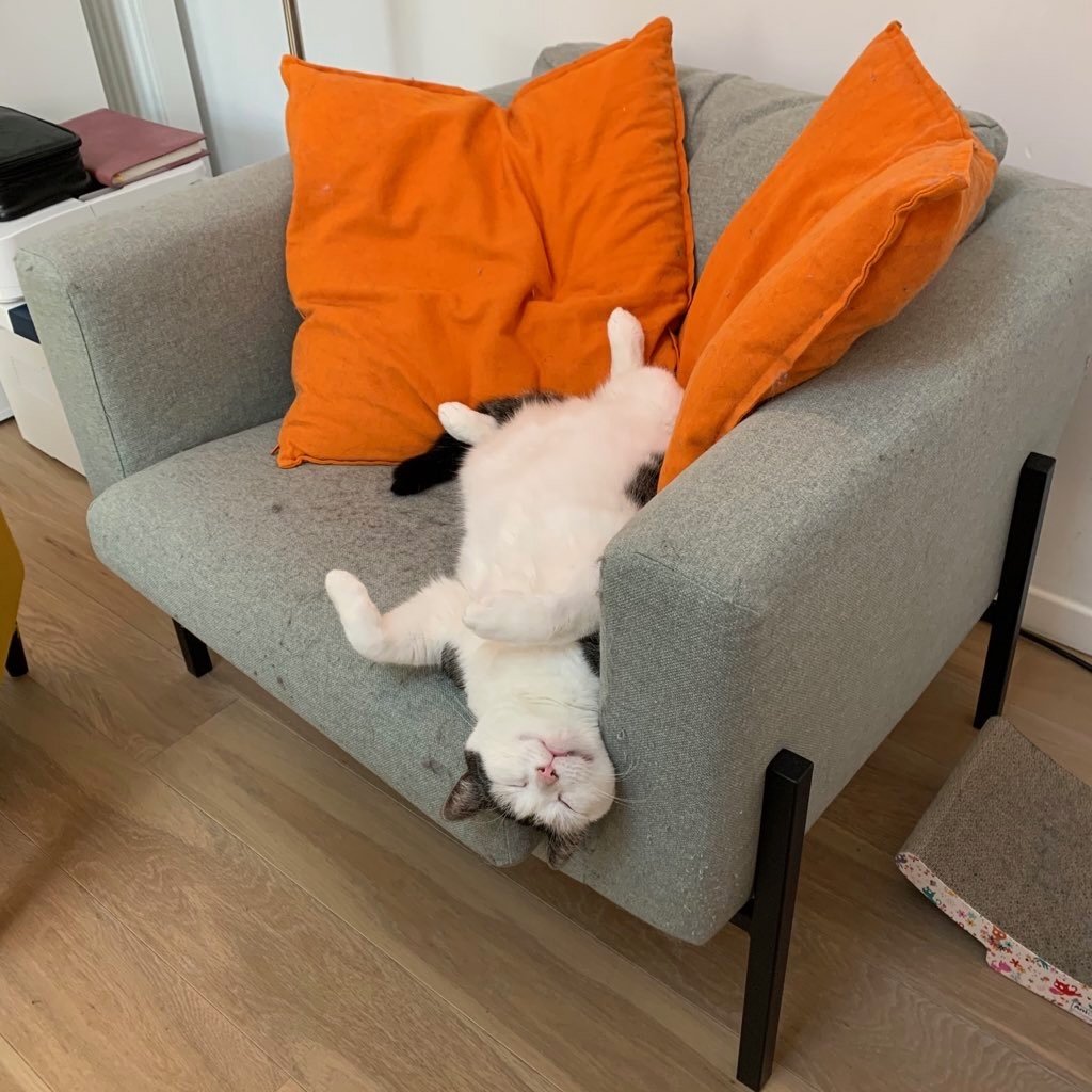 Dexter sleeping upside down