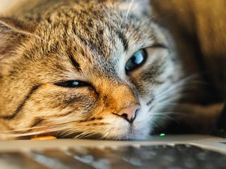 Stock picture of a cat resting on a laptop