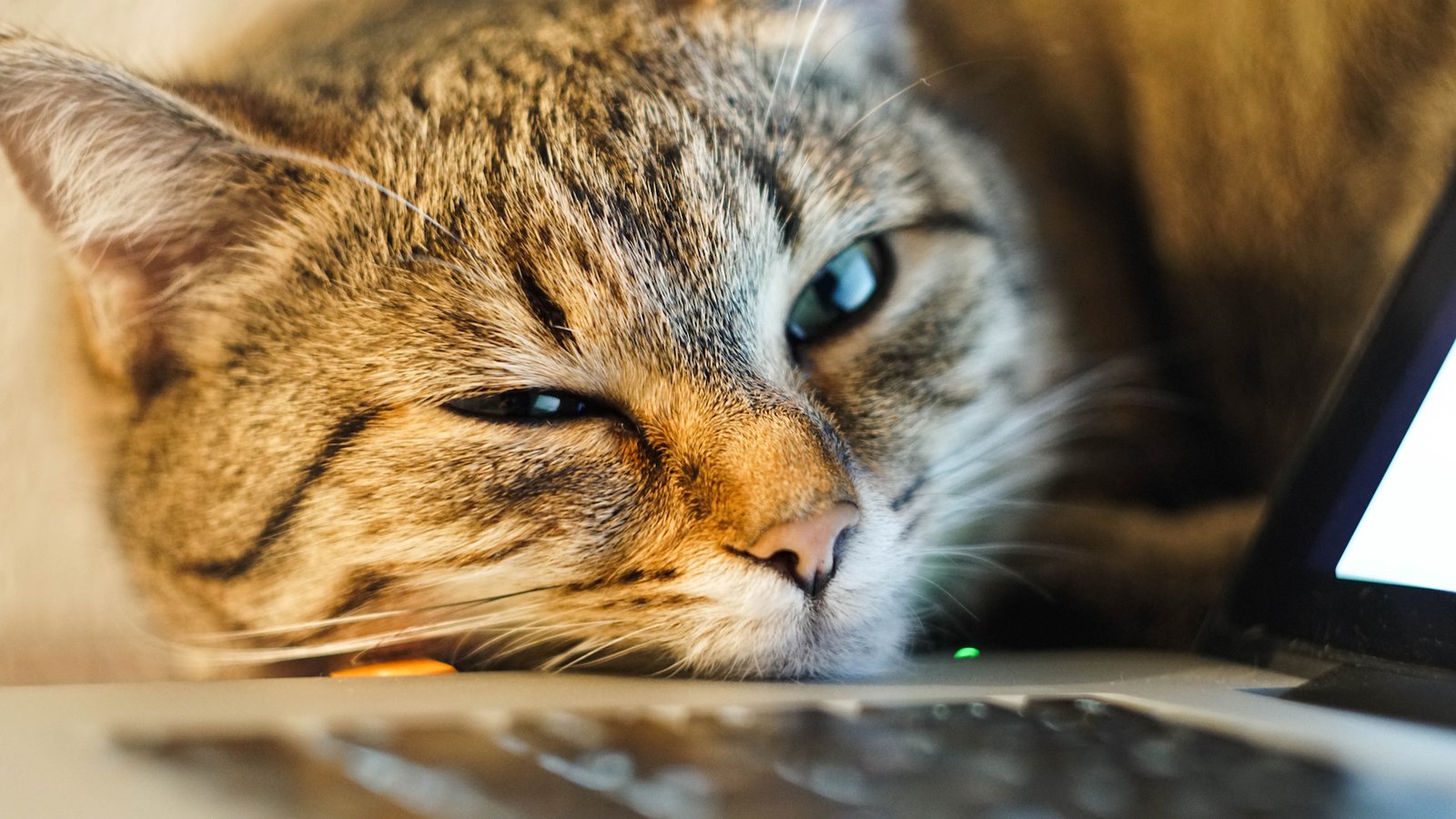 Stock picture of a cat resting on a laptop